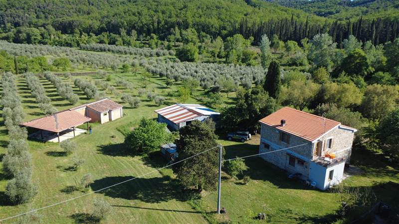 Stone farmhouse with olive grove for sale in Tuscany