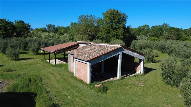 Stone farmhouse with olive grove for sale in Tuscany