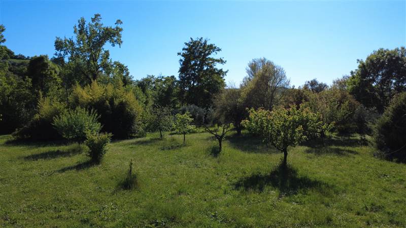 Stone farmhouse with olive grove for sale in Tuscany