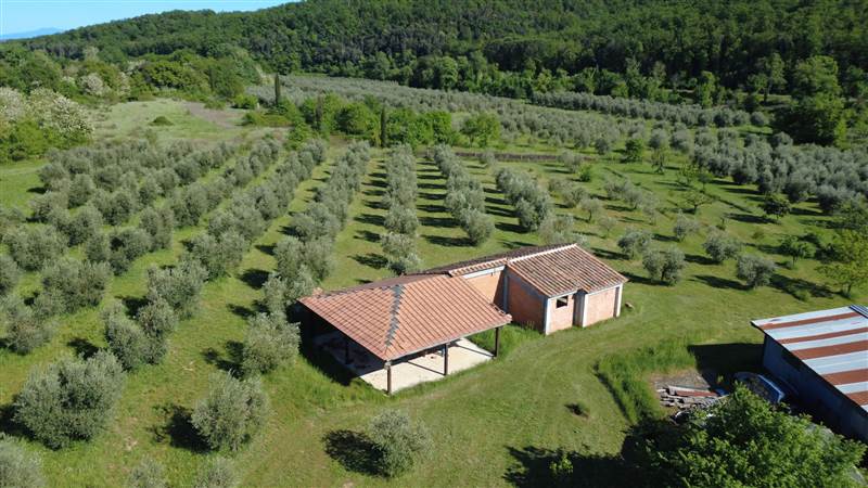 Stone farmhouse with olive grove for sale in Tuscany