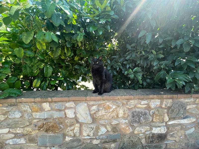 Villa indipendente con giardino privato e uliveta in Bolgheri DOC