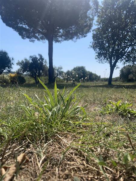 Villa indipendente con giardino privato e uliveta in Bolgheri DOC
