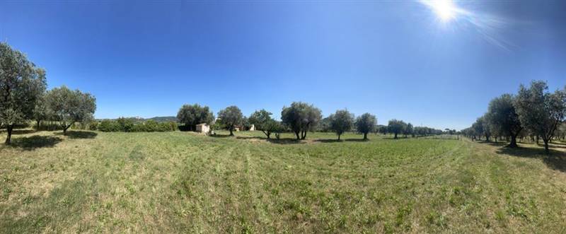 Villa indipendente con giardino privato e uliveta in Bolgheri DOC