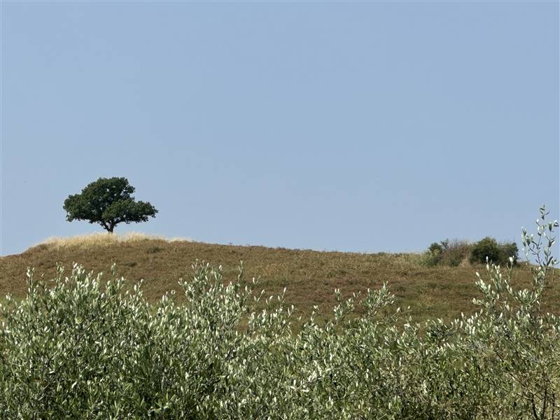 Nel Cuore della Val d'Orcia, Storica Azienda agricola nei pressi di Pienza