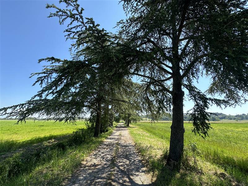 Antico Casale dall'eleganza Leopoldina circondato da splendido parco e piscina a Fauglia (PI)
