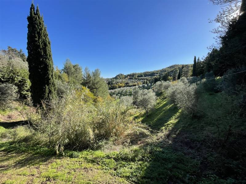 Casolare circondato da oliveta sulle colline livornesi