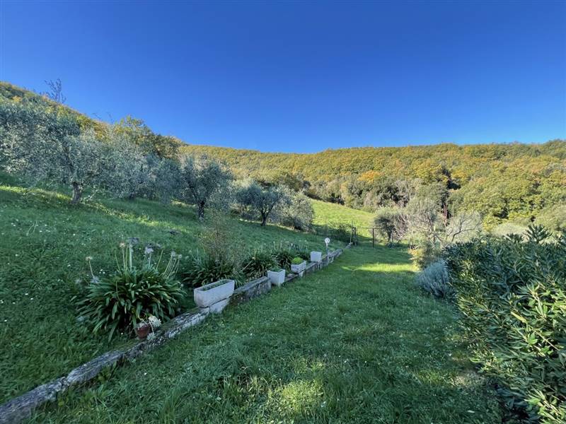 Casolare circondato da oliveta sulle colline livornesi