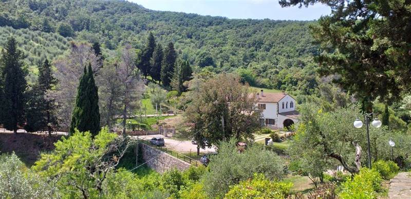 Casolare circondato da oliveta sulle colline livornesi