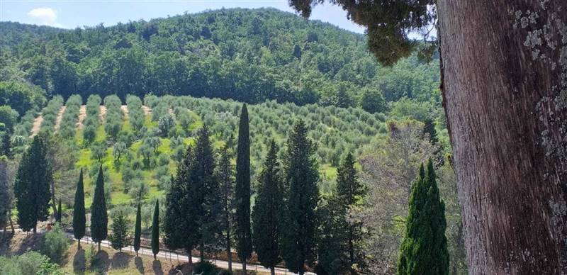Casolare circondato da oliveta sulle colline livornesi