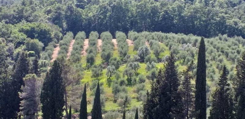 Casolare circondato da oliveta sulle colline livornesi
