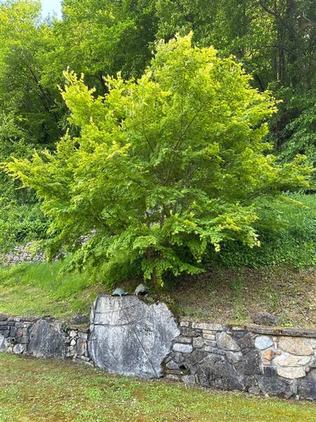 Incantevole Mulino antico nel cuore della campagna senese