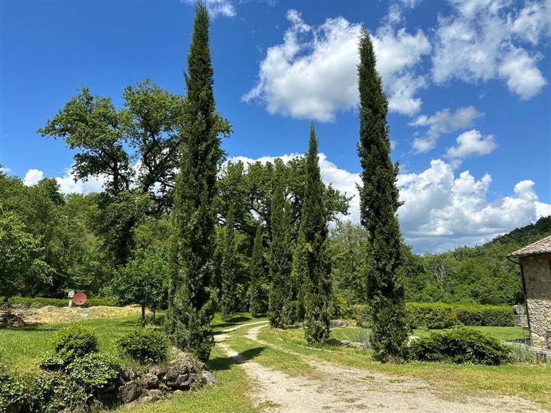 Incantevole Mulino antico nel cuore della campagna senese