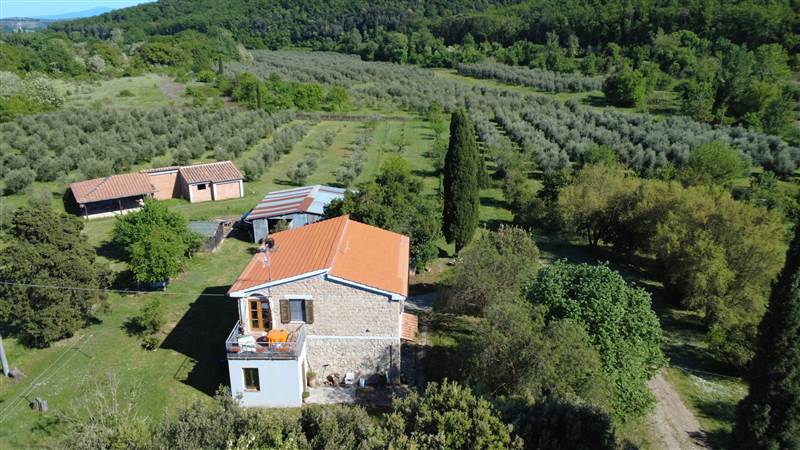 Stone farmhouse with olive grove for sale in Tuscany
