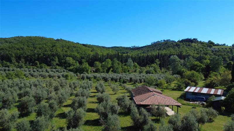 Stone farmhouse with olive grove for sale in Tuscany