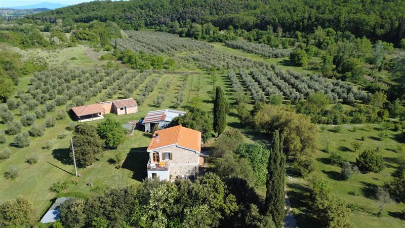 Stone farmhouse with olive grove for sale in Tuscany