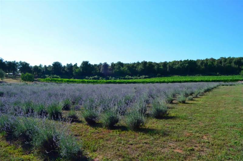  Agriturismo con casolare in pietra all'interno di riserva naturale