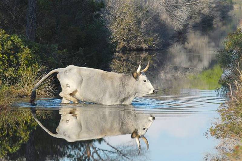Casolare immerso nella campagna del Parco della Maremma, nella quiete della campagna ed a pochi minuti dalla splendida spiaggia di Cala Forno